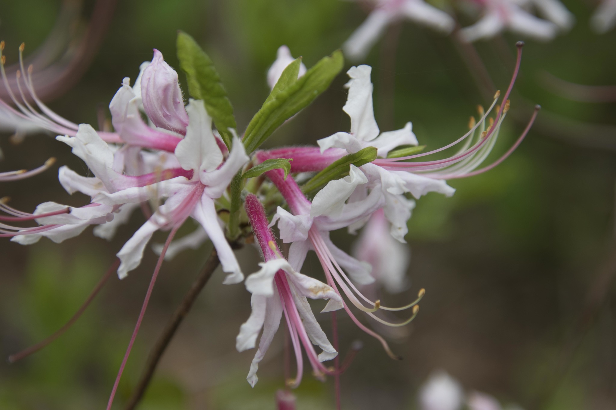 Rhododendron periclymenoides