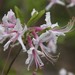 Rhododendron periclymenoides - Photo (c) Ana Ka'ahanui, algunos derechos reservados (CC BY-NC), subido por Ana Ka'ahanui