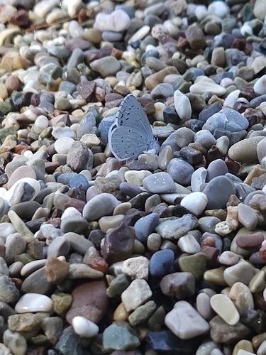 Holly Blue