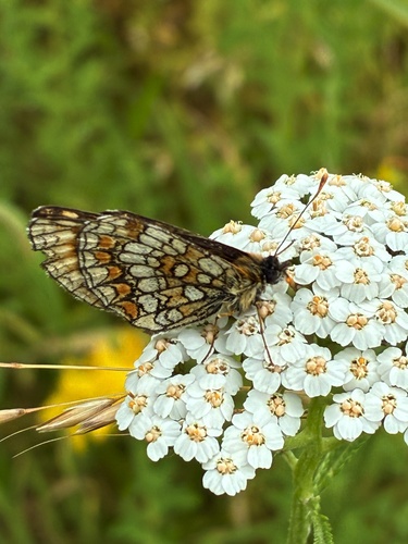 Heath Fritillary
