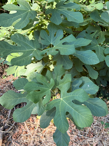 common fig