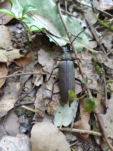 grain support beetle