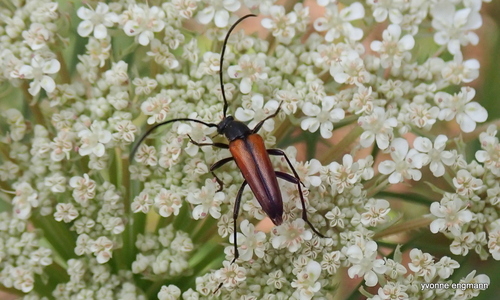 Black-striped Longhorn Beetle