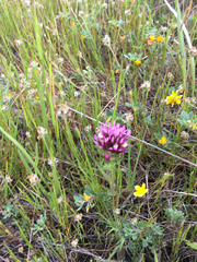 Castilleja densiflora