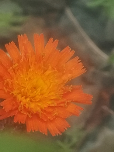 orange hawkweed