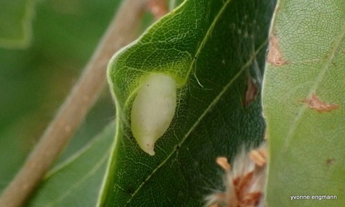 Beech Gall Midge
