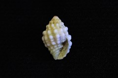 Vexillum cancellarioides