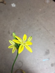 Triteleia ixioides ixioides