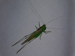 Conocephalus cinereus