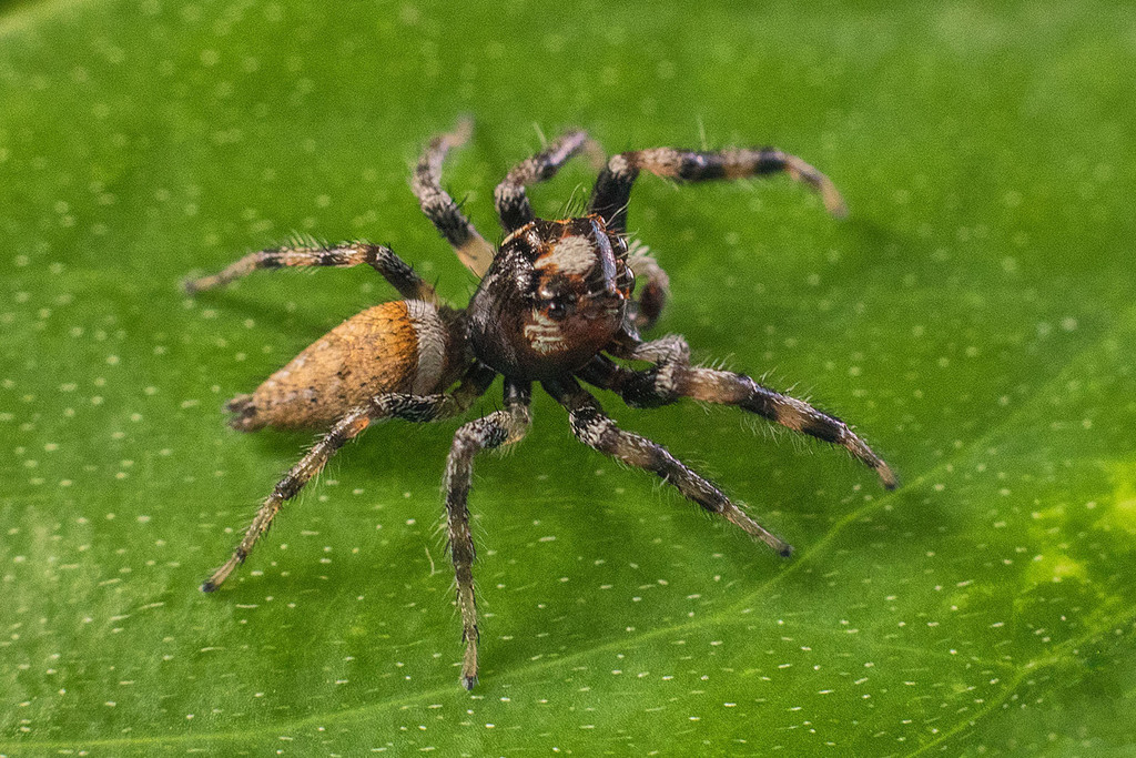 Colonus hesperus