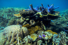 Porites lobata