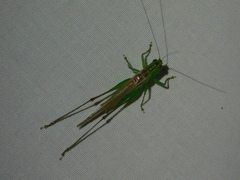 Conocephalus cinereus