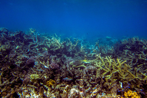 Scarus oviceps