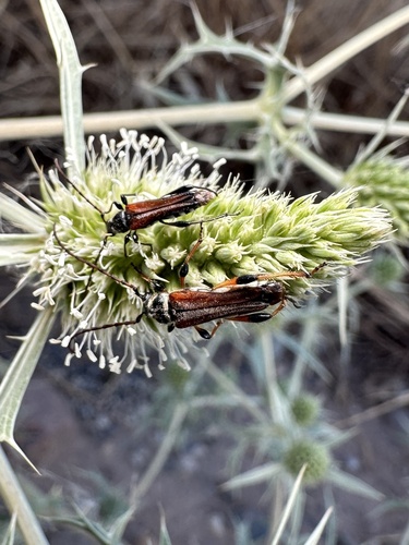 Stenopterus ater