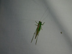 Conocephalus cinereus