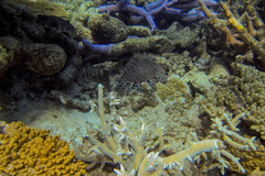 Acanthaster