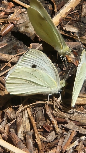 Small White