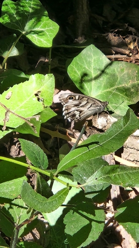 Striped Grayling