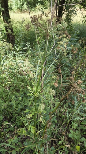 Pleurospermum austriacum, photograph 5