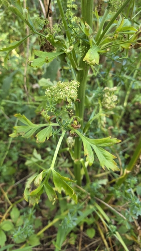 Pleurospermum austriacum, photograph 6