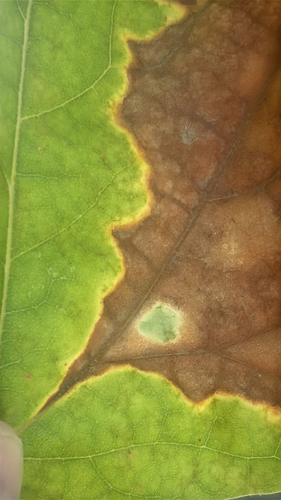 sycamore anthracnose
