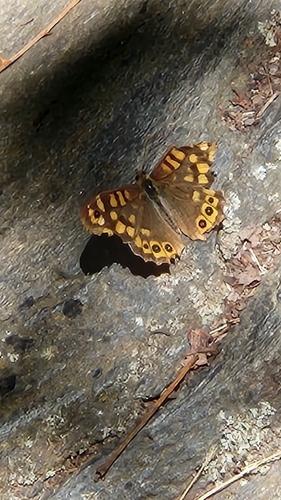 Speckled Wood