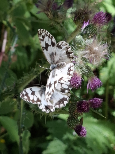 Iberian marbled white