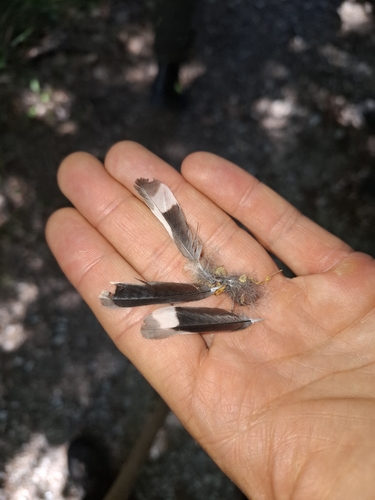 Eurasian Nuthatch