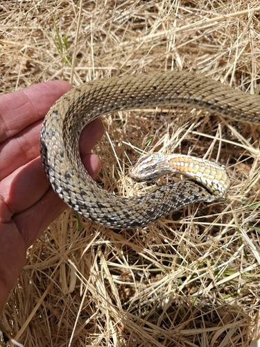 Western Montpellier Snake