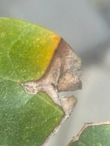Ivy Anthracnose