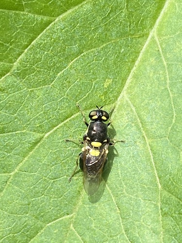 Twin-spotted Major, Westwijk, Amstelveen, Nederland, photo 10 of 10