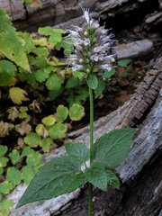Agastache cusickii