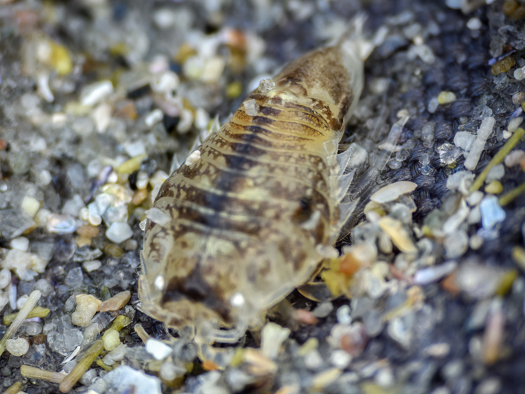 Surf Sandmole