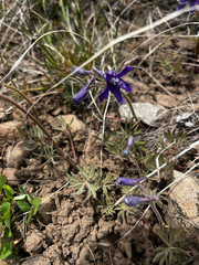 author not stated, no rights reserved Delphinium bicolor, photograph author not stated, no rights reserved