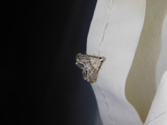 Eoparargyractis