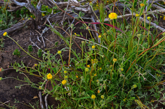 Chaenactis glabriuscula glabriuscula