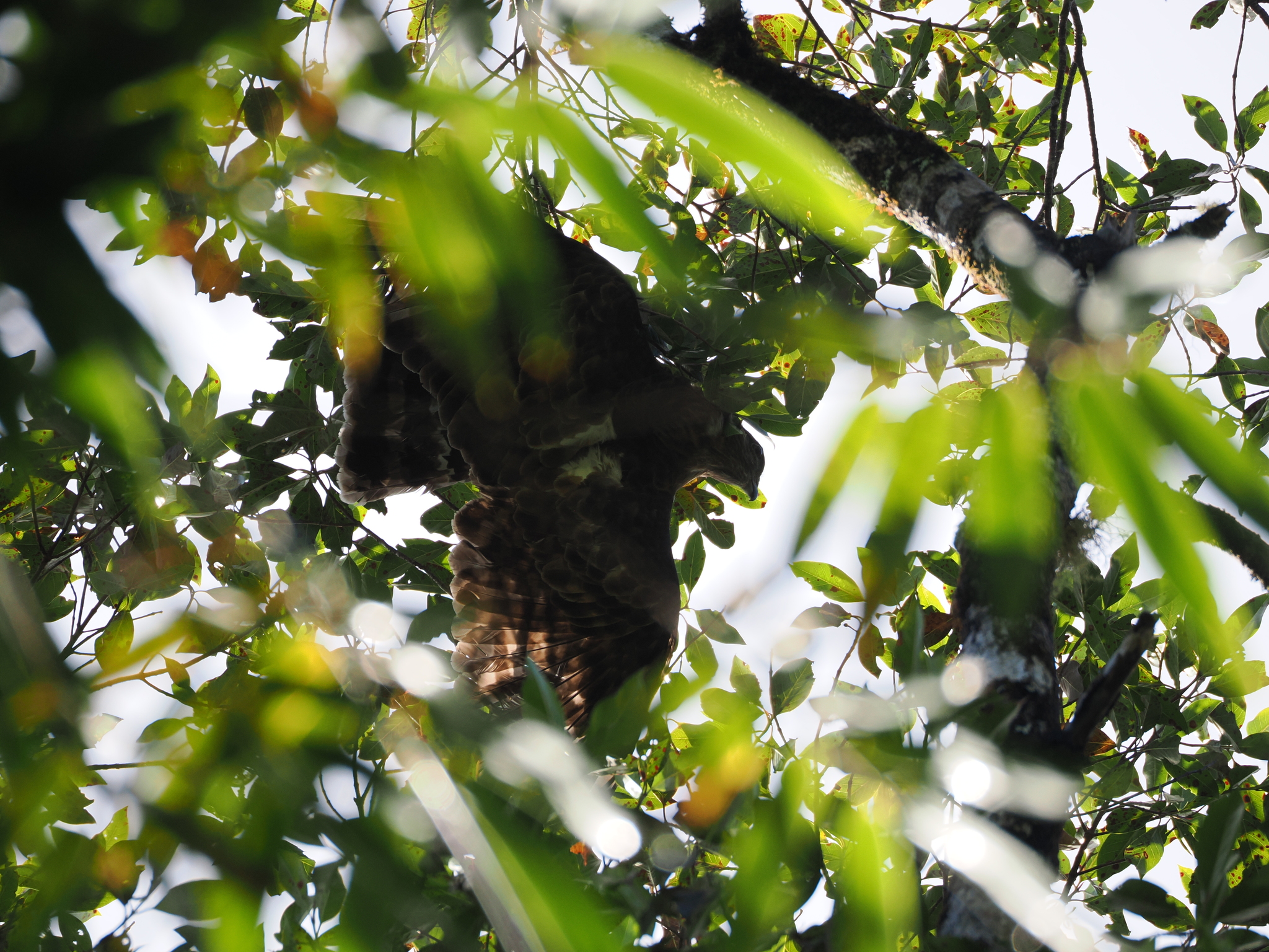 Madagascar Cuckoo-Hawk (Aviceda madagascariensis), photo 1