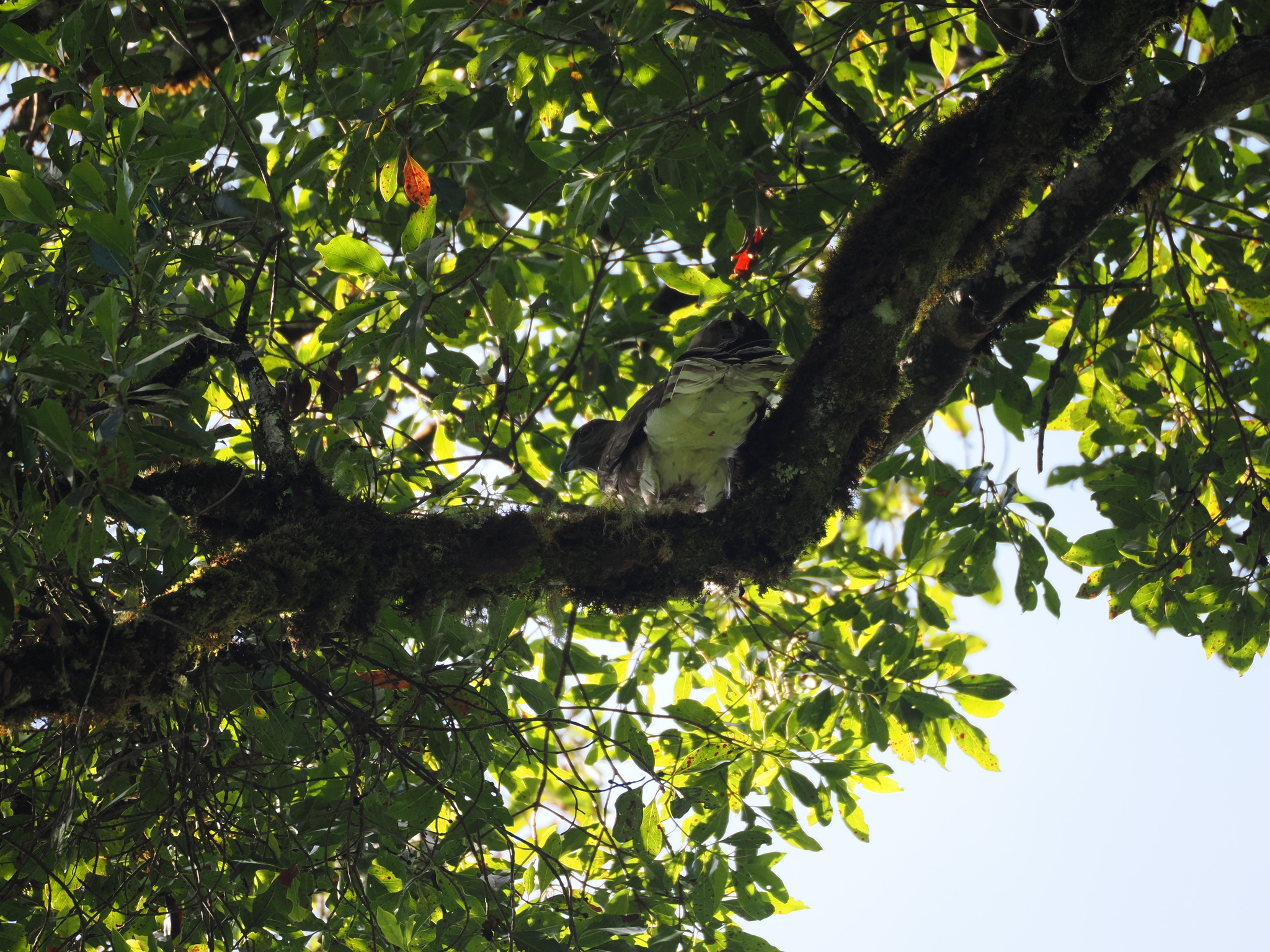 Madagascar Cuckoo-Hawk (Aviceda madagascariensis), photo 2