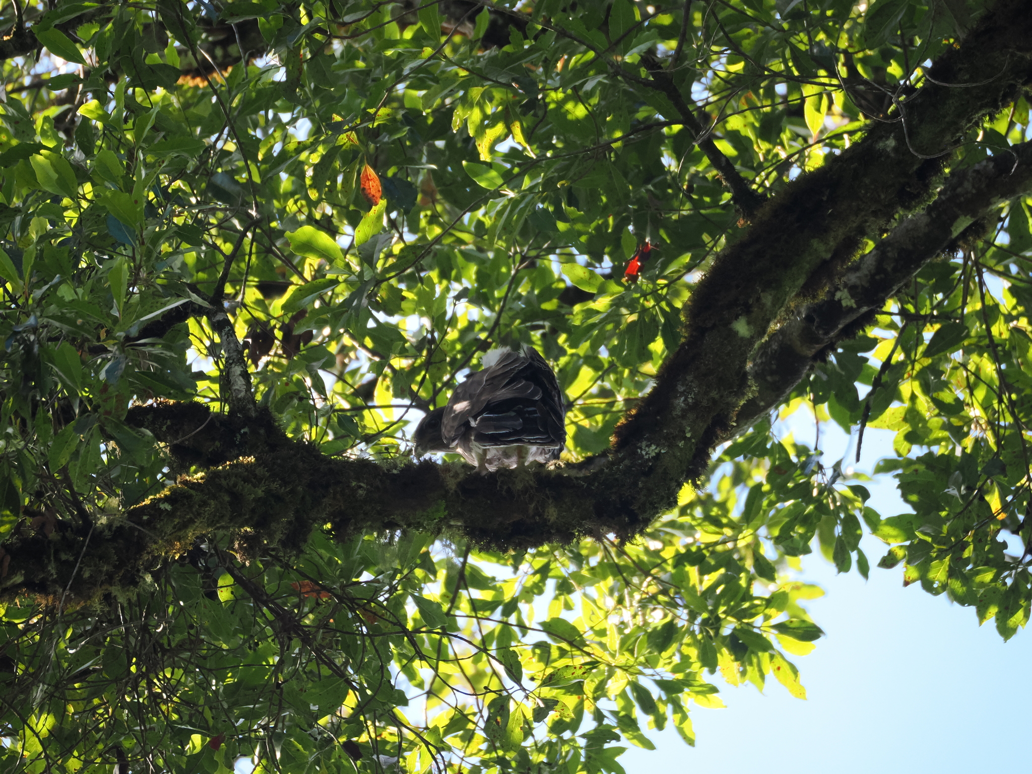 Madagascar Cuckoo-Hawk (Aviceda madagascariensis), photo 7