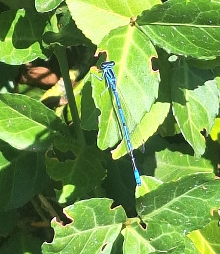 Azure Damselfly