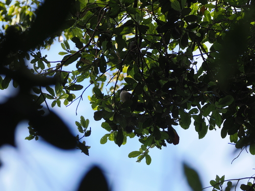 Madagascar Blue Vanga (Cyanolanius madagascarinus), photo 2