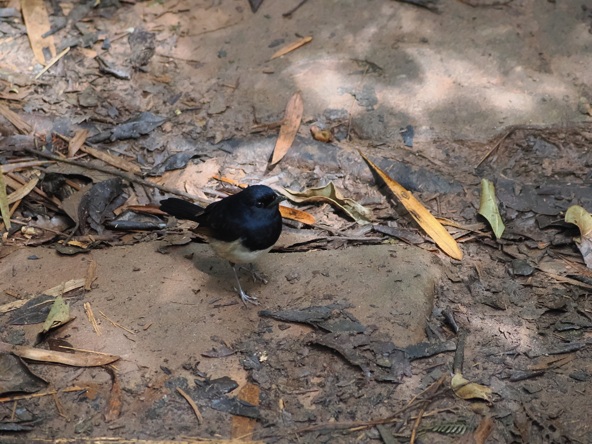 Madagascar Magpie-Robin (Copsychus albospecularis), photo 4