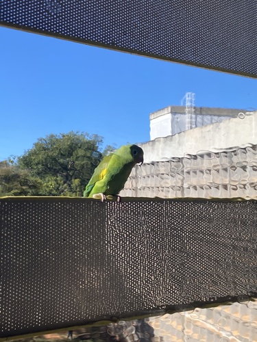 Yellow-chevroned Parakeet