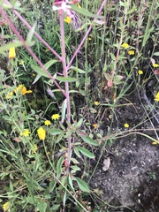 Clarkia springvillensis