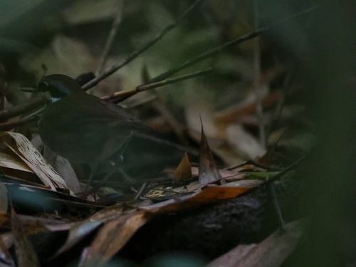 Crossley's Vanga (Mystacornis crossleyi), photo 2
