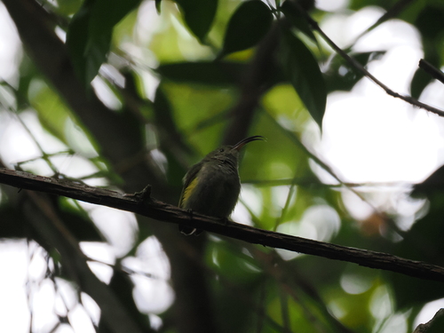 Common Sunbird-Asity (Neodrepanis coruscans), photo 2
