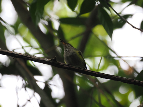 Common Sunbird-Asity (Neodrepanis coruscans)