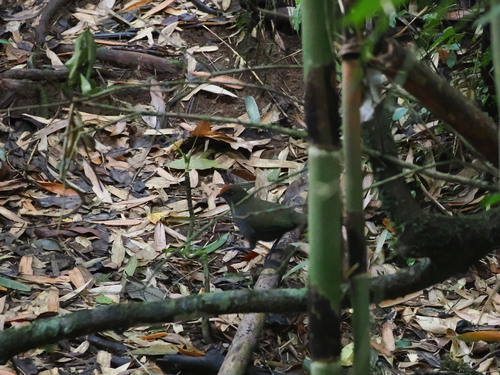 Red-fronted Coua (Coua reynaudii), photo 2