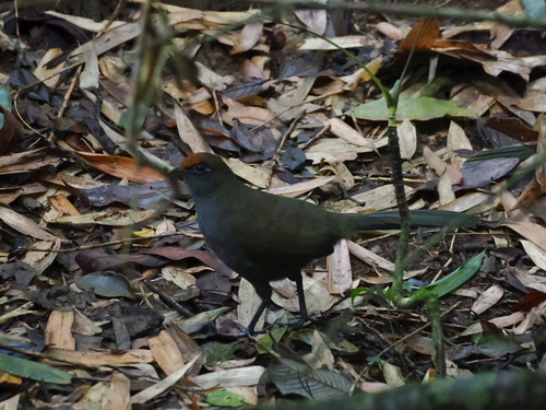 Red-fronted Coua (Coua reynaudii)