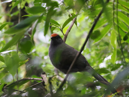 Red-fronted Coua (Coua reynaudii), photo 8